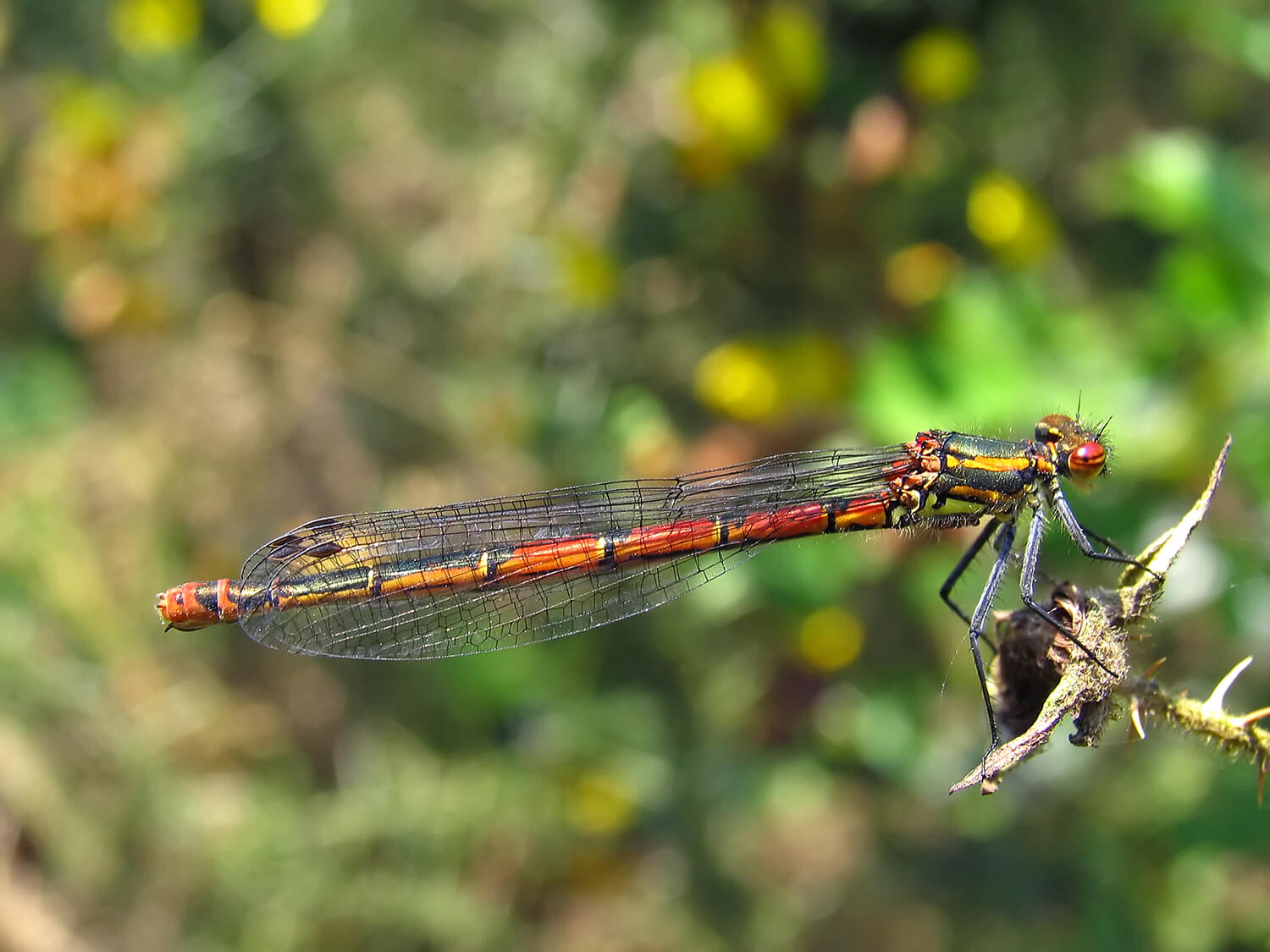 Female Large Red Damselfly by David Kitching